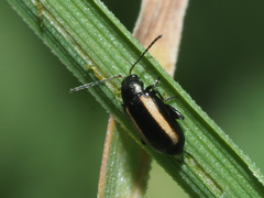 Phyllotreta vittula