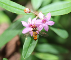 Episyrphus viridaureus