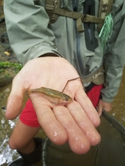 Clinostomus funduloides