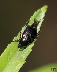 Callirhinus metallescens