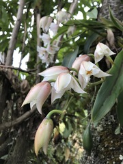 Rhynchostele candidula