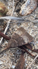 Uresiphita ornithopteralis