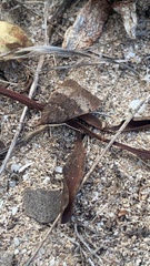 Uresiphita ornithopteralis