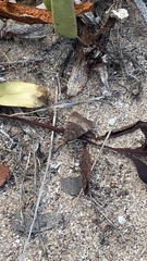 Uresiphita ornithopteralis