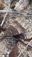 Uresiphita ornithopteralis