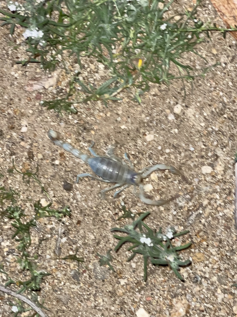 Desert Hairy Scorpion