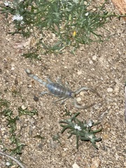 Desert Hairy Scorpion