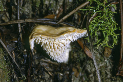 Hydnum crocidens