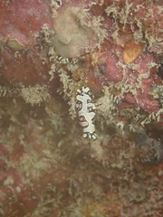 Pseudoceros scriptus