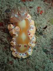 Ardeadoris cruenta