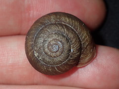 Pommerhelix mastersi