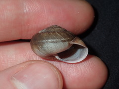 Pommerhelix mastersi