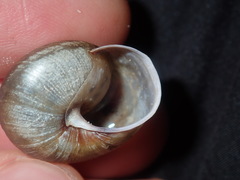 Pommerhelix mastersi
