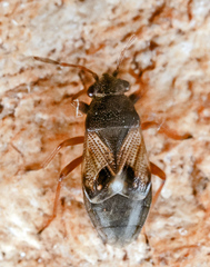 Acompus rufipes