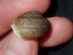 Pommerhelix mastersi