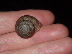Pommerhelix mastersi