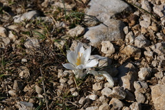 Crocus weldenii