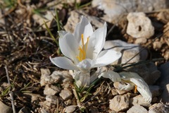 Crocus weldenii