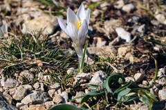 Crocus weldenii