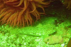 Caffrogobius nudiceps