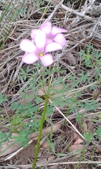 Oxalis bifida