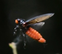 Huechys sanguinea