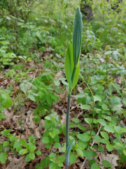 Polygonatum biflorum commutatum