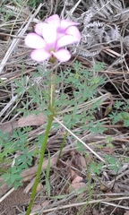 Oxalis bifida