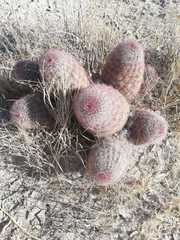 Echinocereus pectinatus