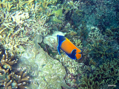 Pomacanthus navarchus