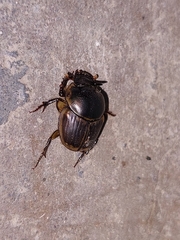 Digitonthophagus