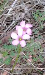 Oxalis bifida