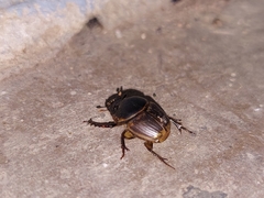 Digitonthophagus