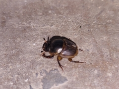 Digitonthophagus