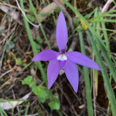 Glossodia major