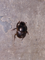 Digitonthophagus