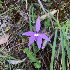 Glossodia major