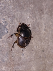 Digitonthophagus