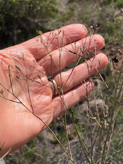 Asteromyia gutierreziae