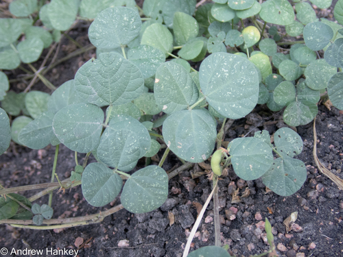 Monyamali Snoutbean (Rhynchosia adenodes)