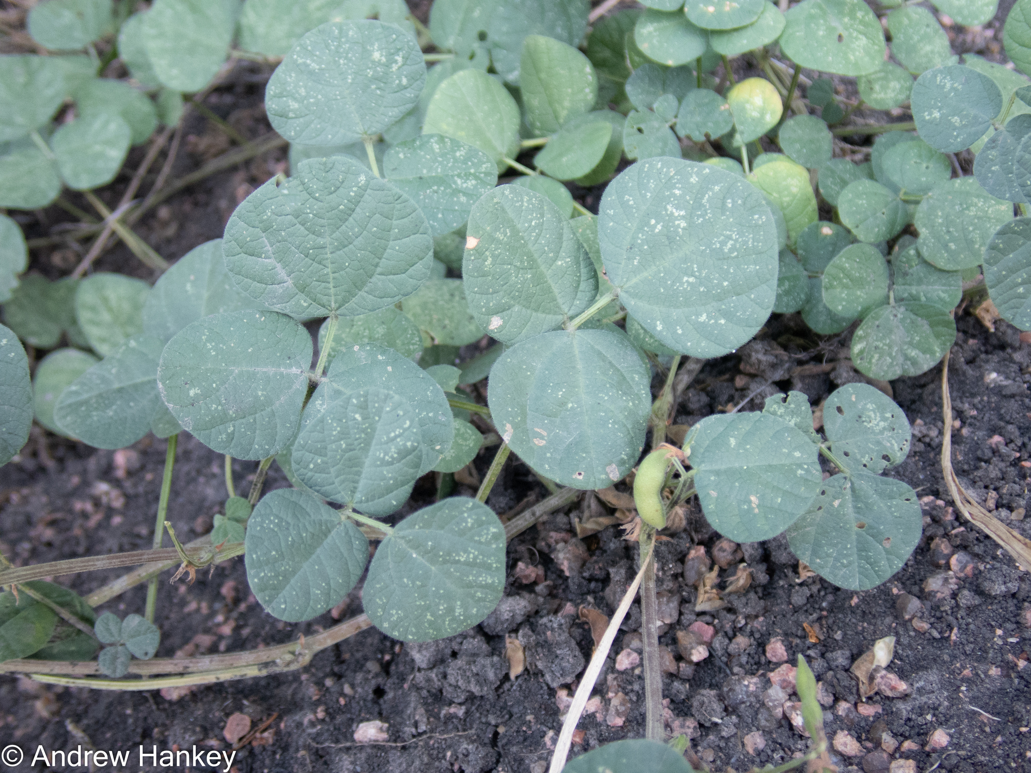 Monyamali Snoutbean (Rhynchosia adenodes)