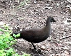 Amaurornis moluccana