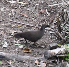 Amaurornis moluccana