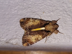 Ulotrichopus