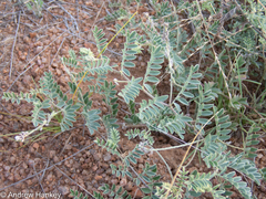 Indigofera delagoaensis