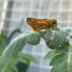 Hylephila phyleus