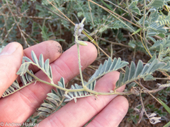 Indigofera delagoaensis