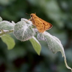 Hylephila phyleus
