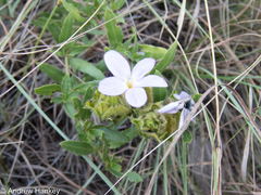 Barleria macrostegia