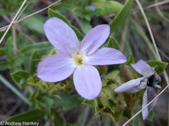 Barleria macrostegia